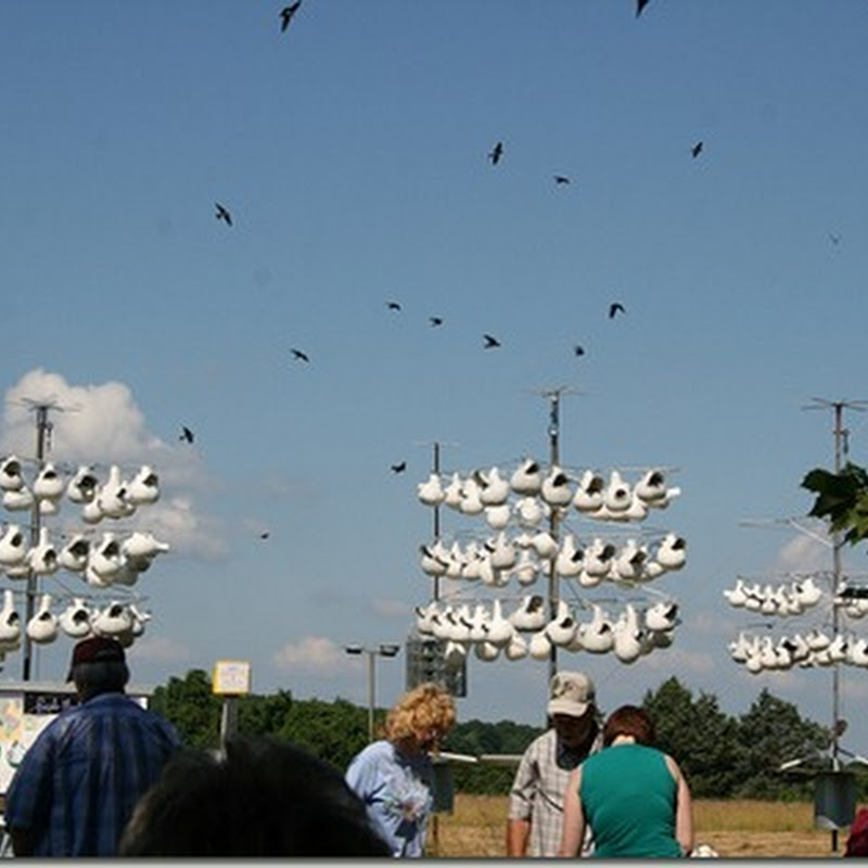 Lessons from the Purple Martin Field Day