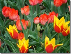 Tulips 2012 046