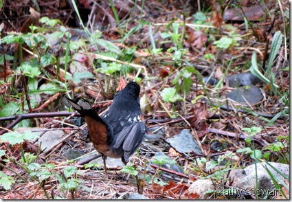 Spotted Towhee with injured wing