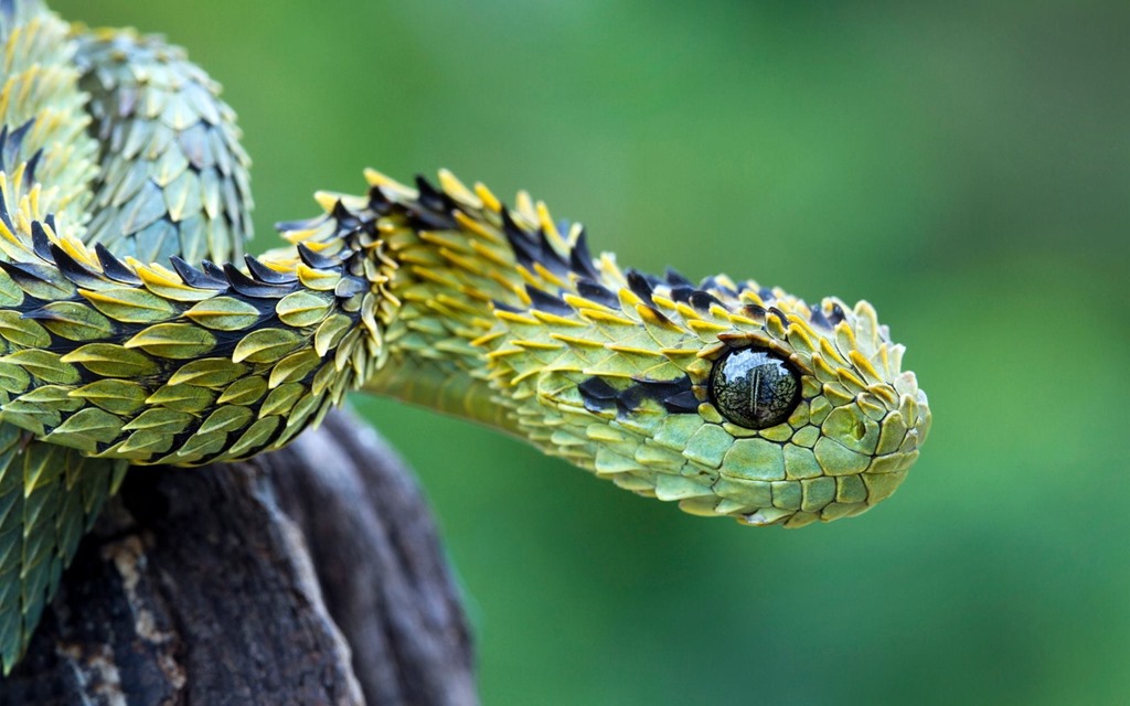 [Amazing%2520Animals%2520Pictures%2520The%2520Bush%2520Viper%2520%25282%2529%255B5%255D.jpg]