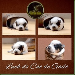 Luck do Cão de Gado copy