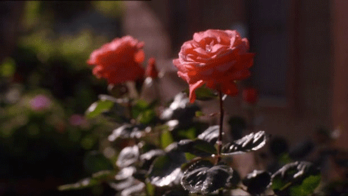 tumblr_m1pinrbWoC1qif1wro1_500.gif