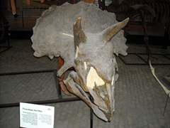 2008.09.05-013bis crâne de triceratops