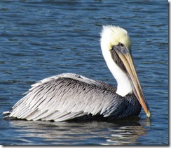 Beautiful mature Pelican