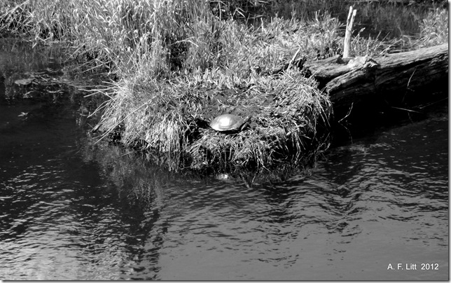 Western Painted Turtle.  Troutdale Trolley Rail Grade.  Gresham, Oregon.  April 24, 2009.