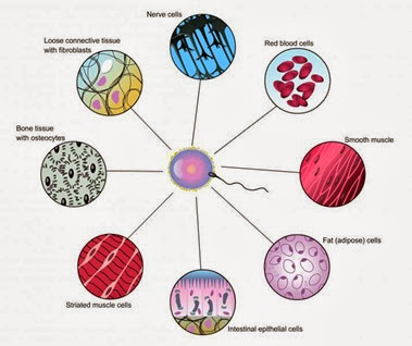 Different types of cells in multicellular organisms