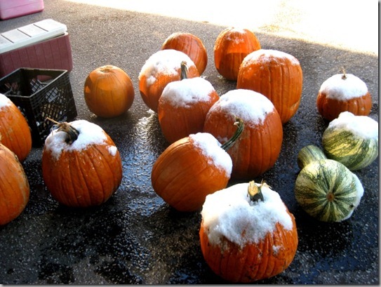 frost on the pumpkins