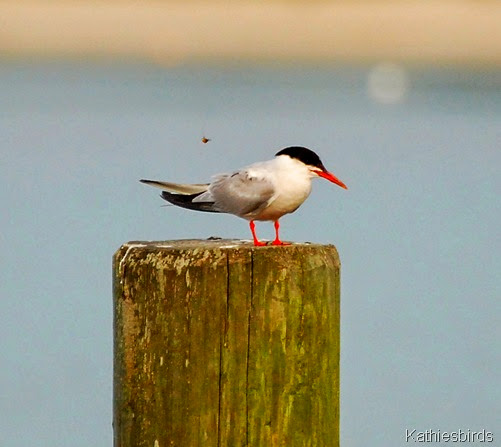 16. common tern-kab