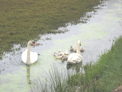 swans 5.2012 3