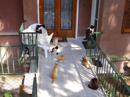 36. Expozitie pisici.JPG