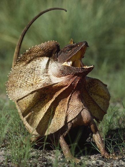 [Amazing%2520Animal%2520Pictures%2520Frill%2520Necked%2520Lizard%2520%252810%2529%255B4%255D.jpg]