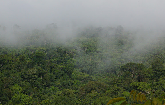 La forêt, le matin, près de Cacao (Guyane). 27 novembre 2011. Photo : J.-M. Gayman