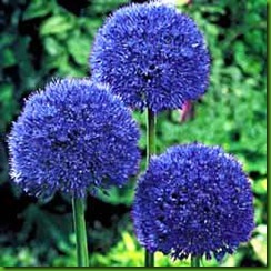 Allium Persian Blue
