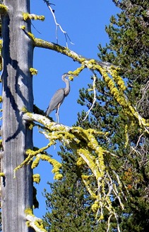 blue heron high in the tree