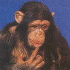 gifs animados de chimpance (4)