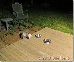 Possum eating cat food, image by Sue Reno