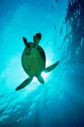 Swimming-through-sunbeams-sea-turtle