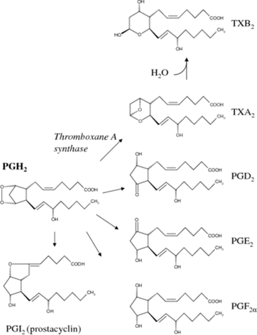 How Eicosanoids are synthesizing in Human body