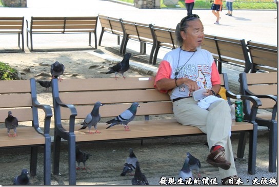 日本大阪城，還有日本民眾在這裡為鴿子，這裡的鴿子因為沒有人抓，所以完全不怕人類，只要有人吃東西，還會主動靠過來。