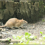 kleine 'Wasserratte'