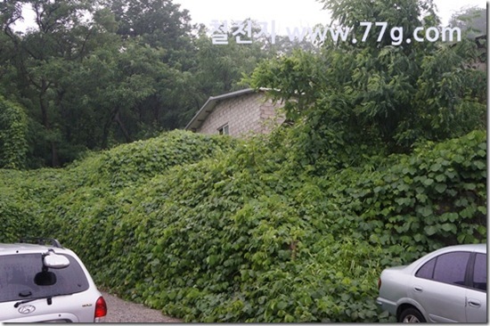 77gDSC03128-20130708-104700[1]