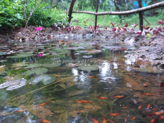 artificial pond and fish