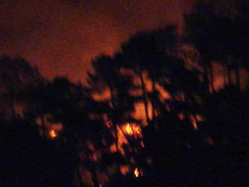 Vuur tussen de bomen door.
