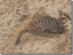 2004.08.25-051 suricate