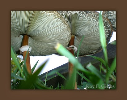 mushrooms 2010[1]