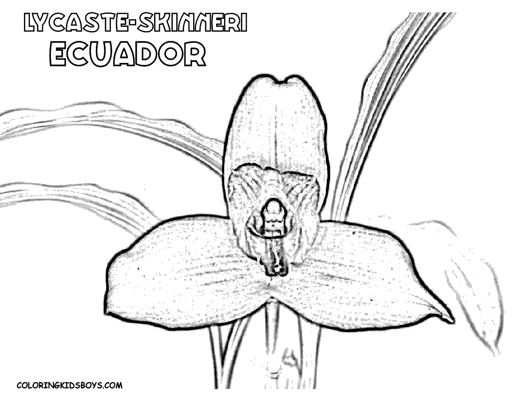 [04_ecuador_lycaste-skinneri_flower_at_coloring-pages-book-for-kids-boys%255B2%255D.gif]