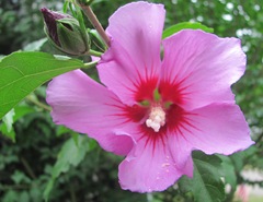 rose of sharon 2012 first flower