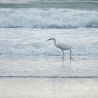 Snowy Egret