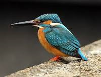 [Common-Kingfisher3.png]