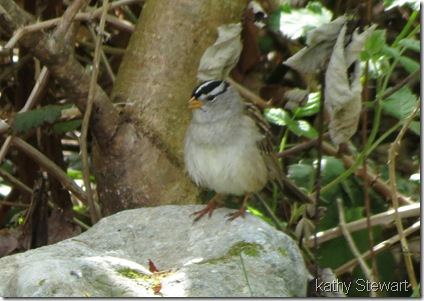 White-crowned Sparrow