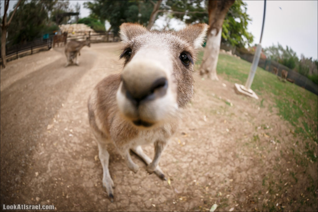 Ган Гуру - парк с кенгуру и другими австралийскими животными | Gan Guru | גן גורו | LookAtIsrael.com - Фото путешествия по Израилю