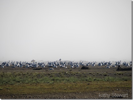 Gulls galore!