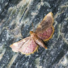Gold Triangle or Clover Hay Moth