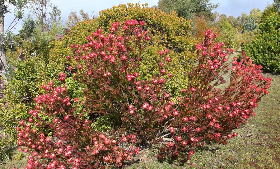 [120211_UCSC_Arboretum_Leucadendron-salignum-Winter-Red_08%255B2%255D.jpg]