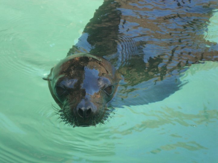  Galapagos sea lion