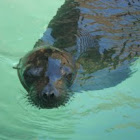  Galapagos sea lion