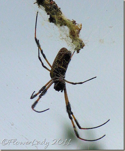 06-07-spider