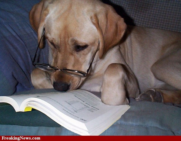 [Dog-Reading-Book--53514%255B2%255D.jpg]