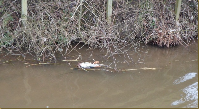SAM_4950 Dead Duck near Congleton