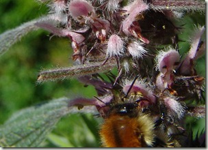 carder bee on motherwort