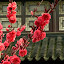Suzhou Ogród Pokornego Zarządcy