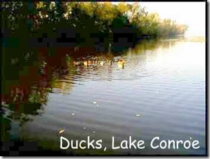 WC lake & ducks