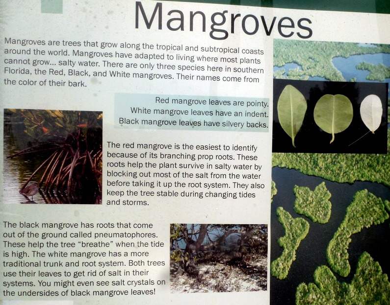 [10---Tree-Walk---mangrove-poster2.jpg]