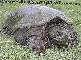 [AWRP051805_37-common-snapping-turtle%255B2%255D.jpg]