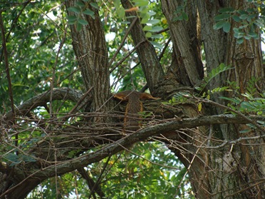 napping squirrel