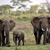 Chinese Officials ‘Went On Illegal Ivory Buying Sprees’ That Sent Price Soaring